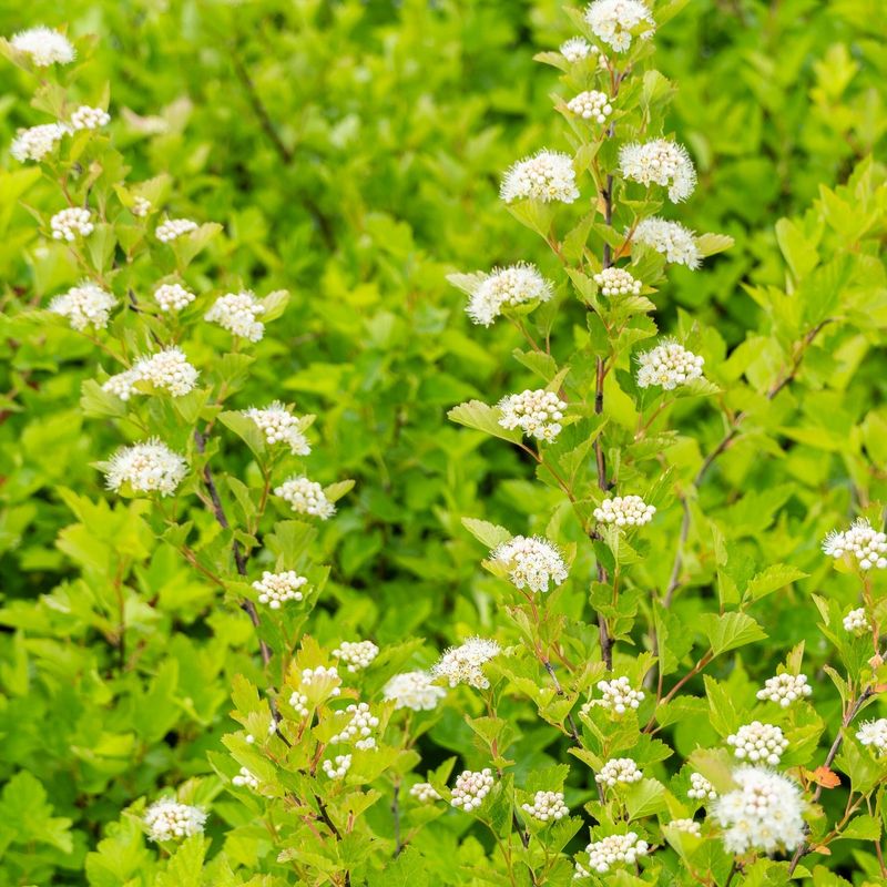 Ninebark (Physocarpus Opulifolius)