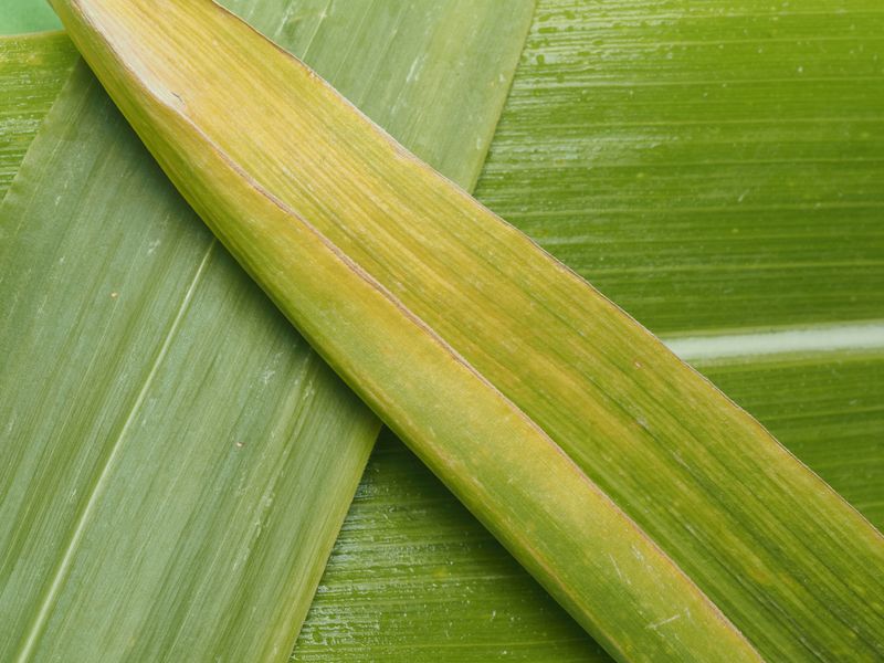 Nitrogen Deficiency Goes Undetected Early On