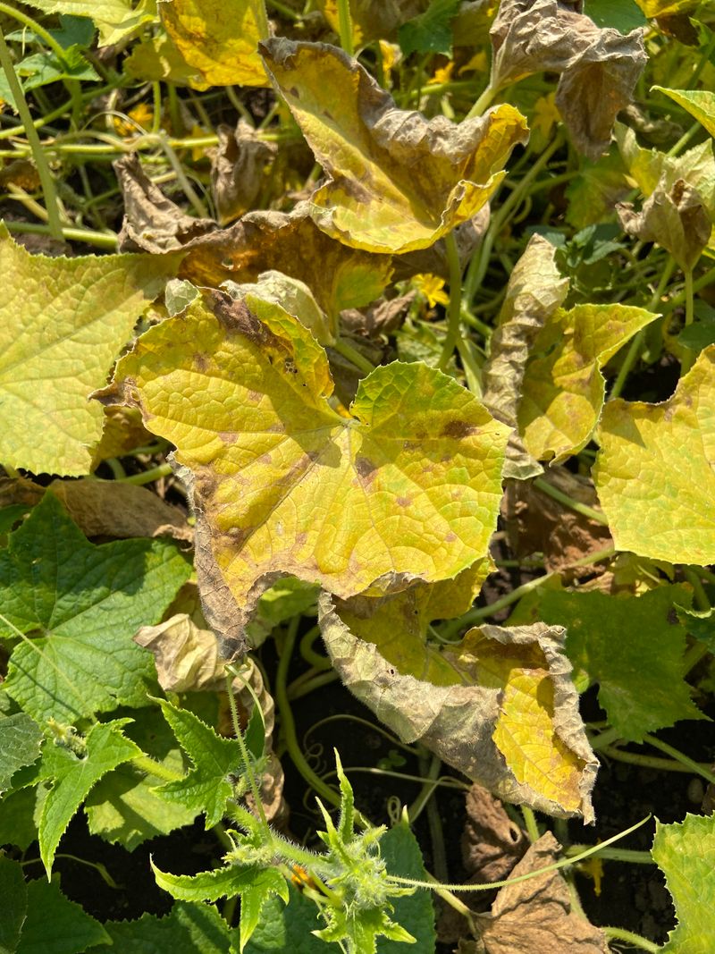 Nitrogen Deficiency Is The Most Common Culprit Nitrogen Deficiency Is The Most Common Culprit