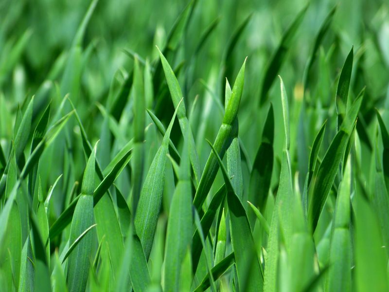 Nitrogen Encourages Weak, Fast Growth Nitrogen Encourages Weak, Fast Growth