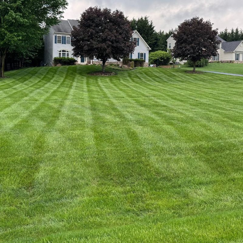 Nitrogen Fertilization Strengthens Grass Growth Nitrogen Fertilization Strengthens Grass Growth