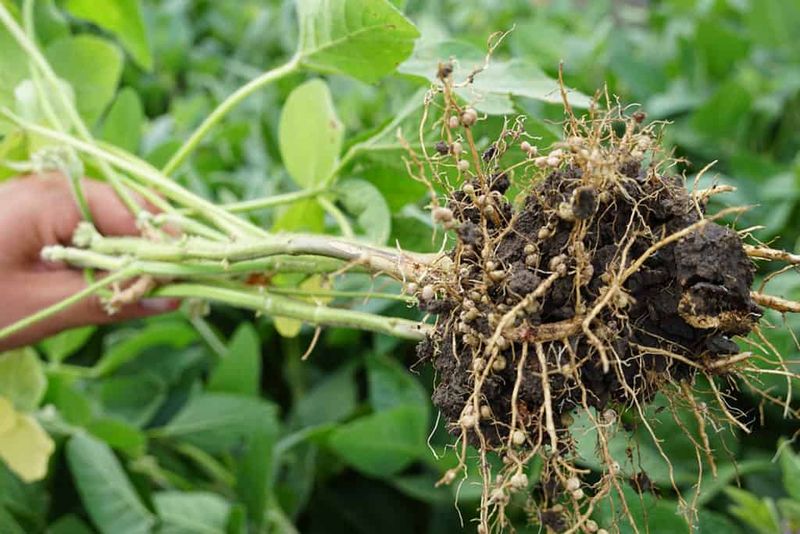 Nitrogen-Fixing Roots Make Heavy Feeding Less Important