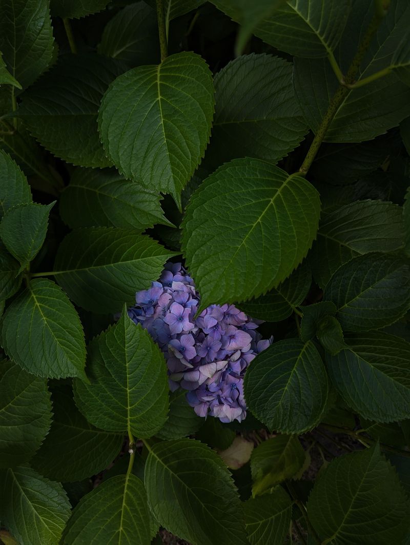 Nitrogen-Heavy Fertilizer Favors Leaves Nitrogen-Heavy Fertilizer Favors Leaves