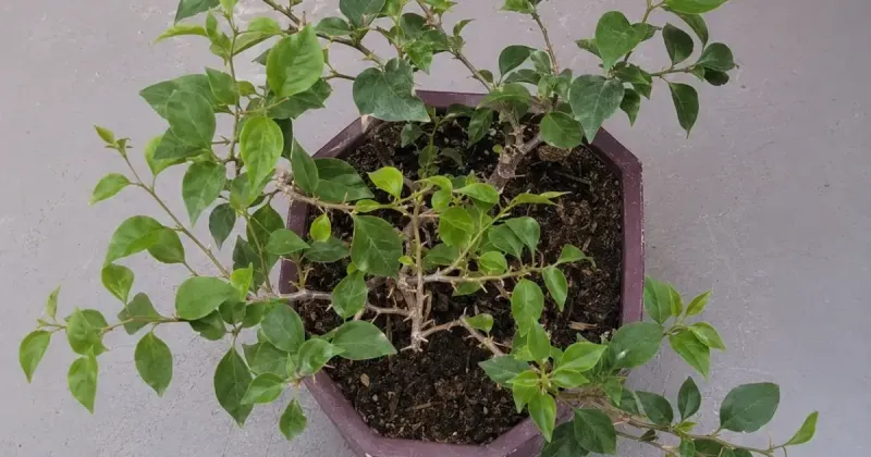Nitrogen Is What Drives The Leafy Growth Nitrogen Is What Drives The Leafy Growth