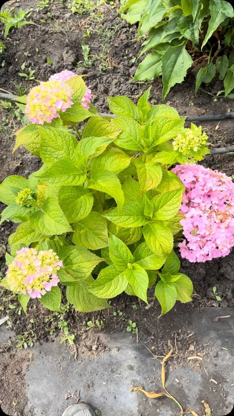 Nitrogen Levels That Favor Leaves Over Flowers