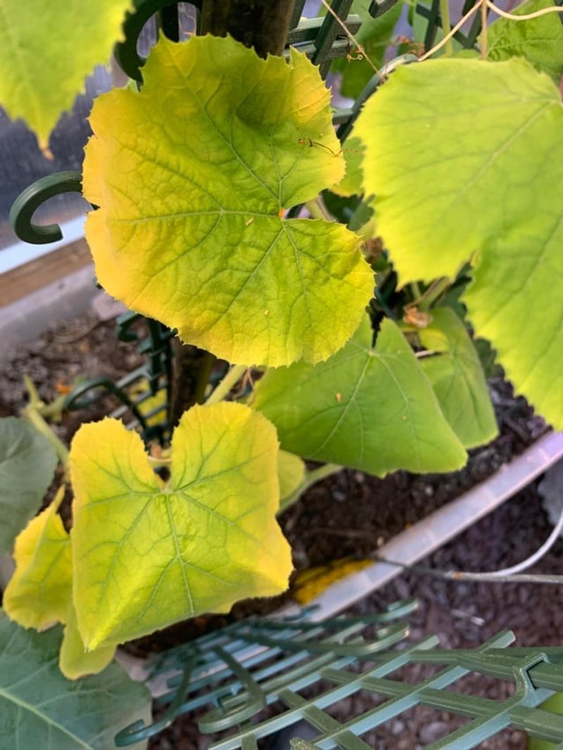 Nitrogen Shortages Show Up In The Foliage