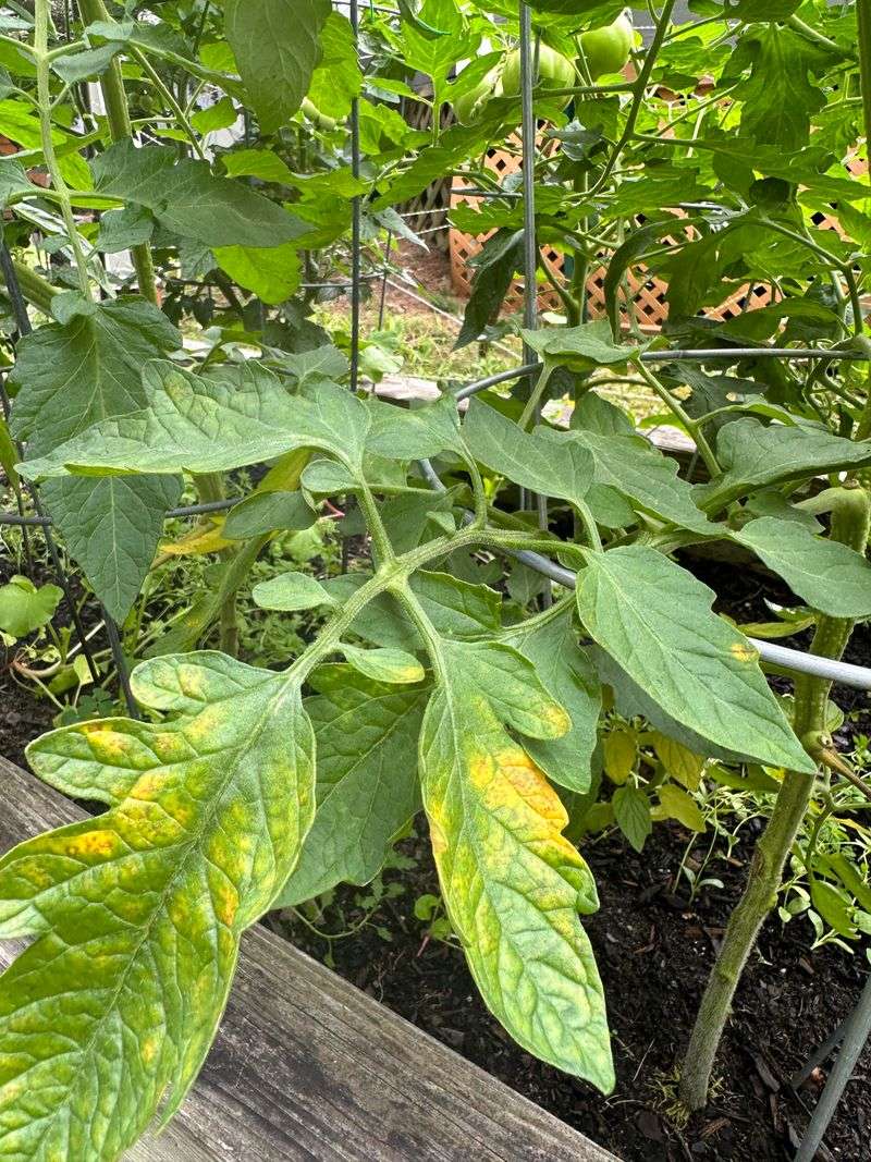 Nitrogen Shortages Showing Up Across The Plant