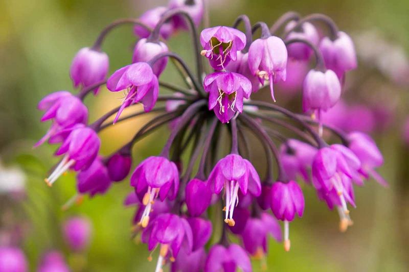 Nodding Onion Drops New Plants Into Sunny Beds