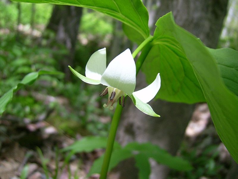 Nodding Trillium Nodding Trillium