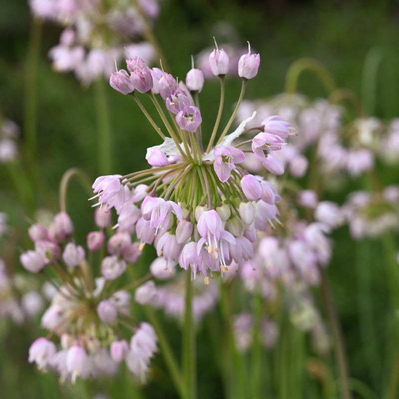Nodding Wild Onion Adds Soft Pink