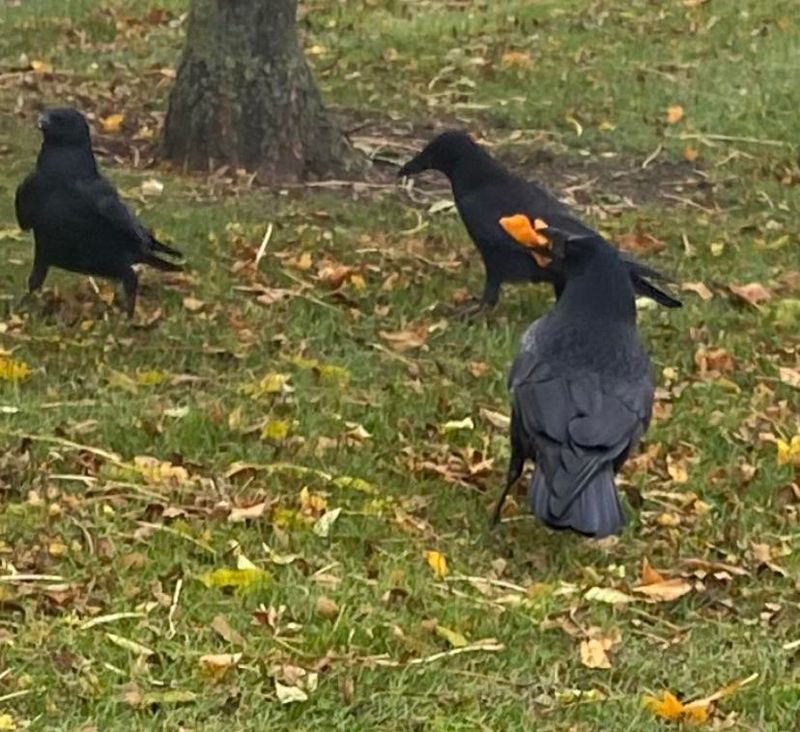Noise Can Signal Social Crow Behavior