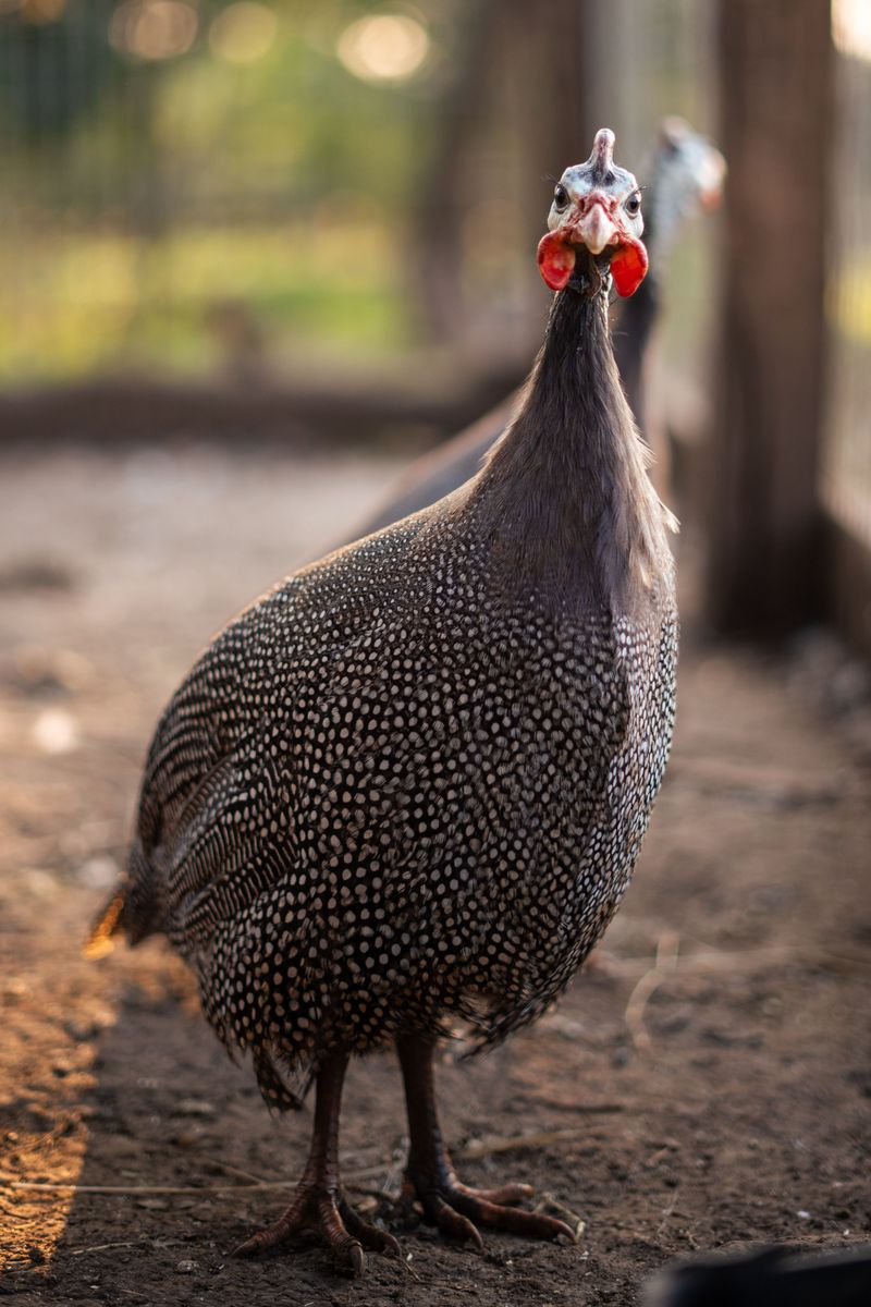 Noisy Farm Bird Massachusetts Farmers Trust For Tick Control
