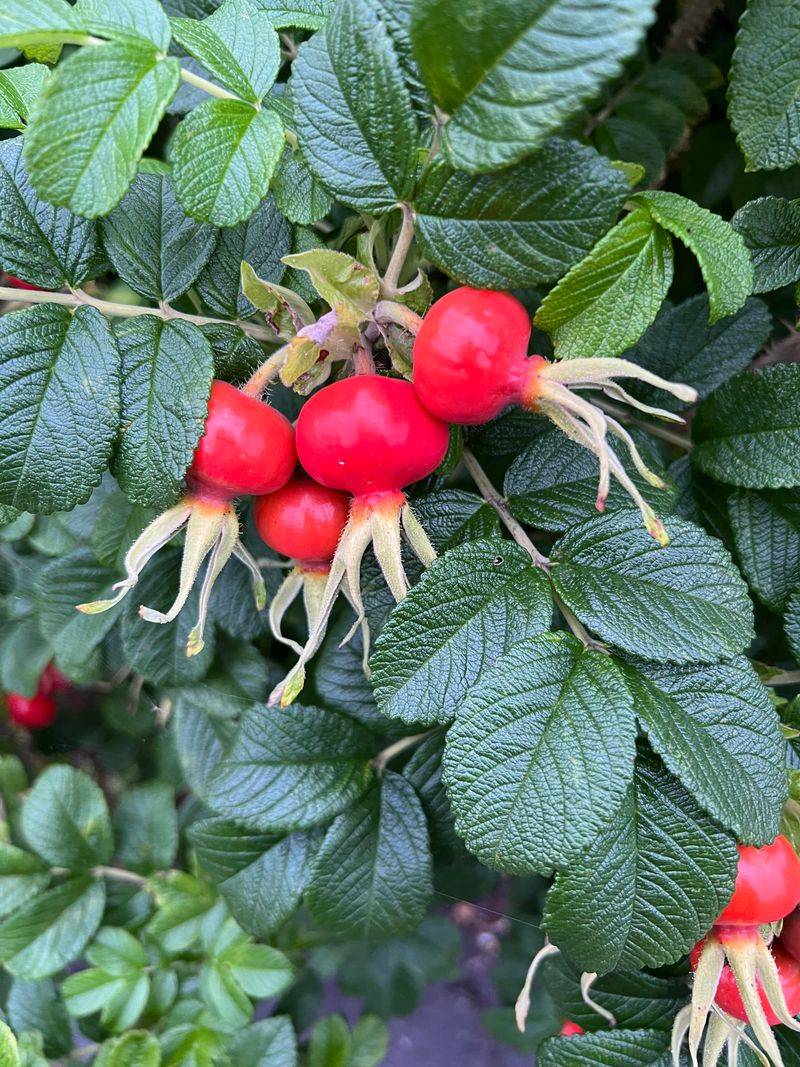 Nootka Rose Hips Start Becoming Important As Other Fruit Disappears