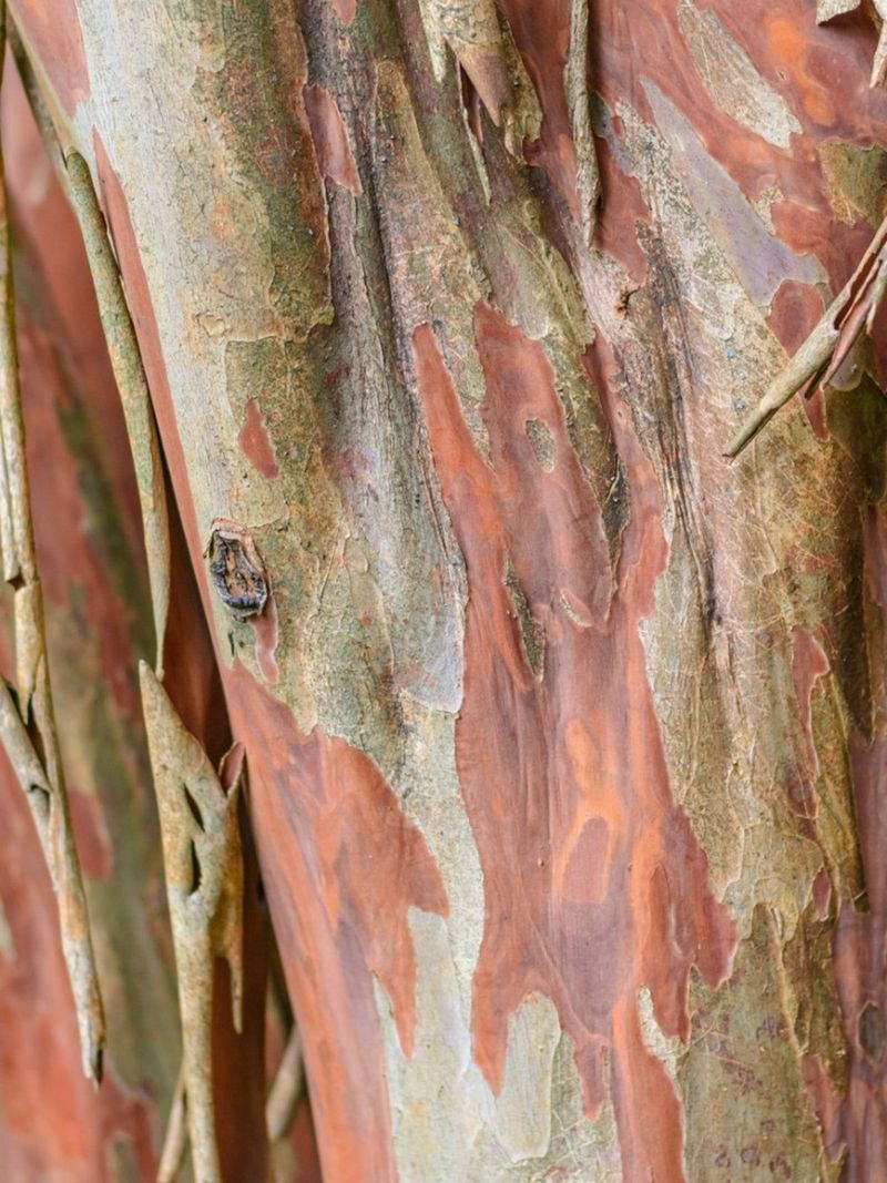 Normal Peeling Bark Should Not Be Confused With Bark Scale Normal Peeling Bark Should Not Be Confused With Bark Scale