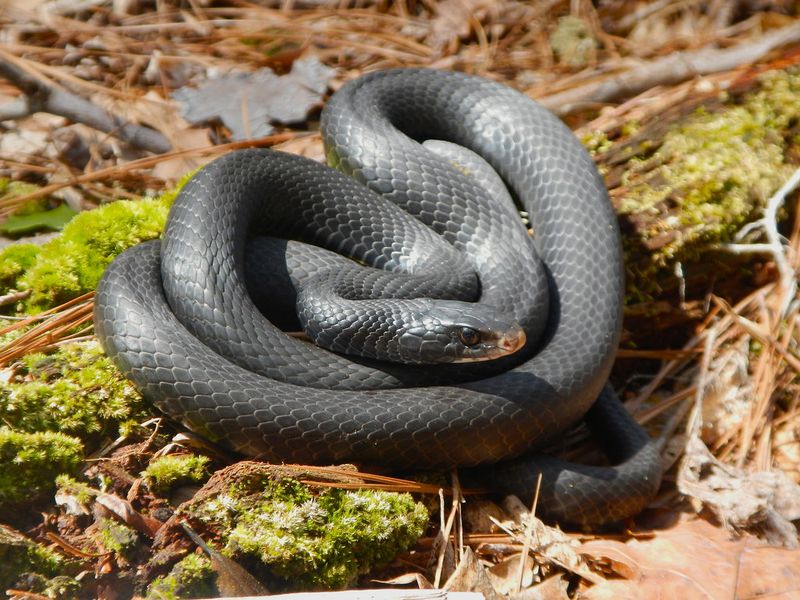 Northern Black Racer