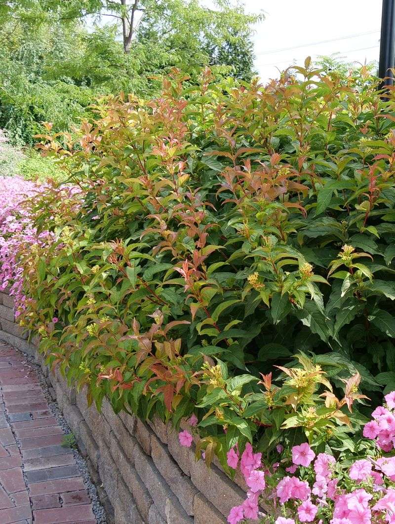 Northern Bush Honeysuckle Fits Smaller Foundation Beds Northern Bush Honeysuckle Fits Smaller Foundation Beds