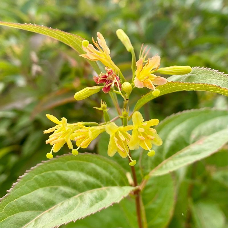 Northern Bush Honeysuckle Keeps The Color Going Northern Bush Honeysuckle Keeps The Color Going