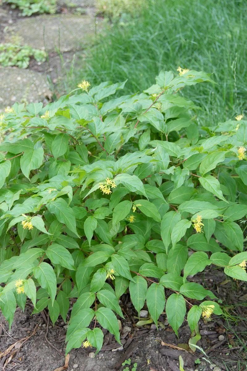 Northern Bush Honeysuckle Stays Low Enough For Many Foundation Beds