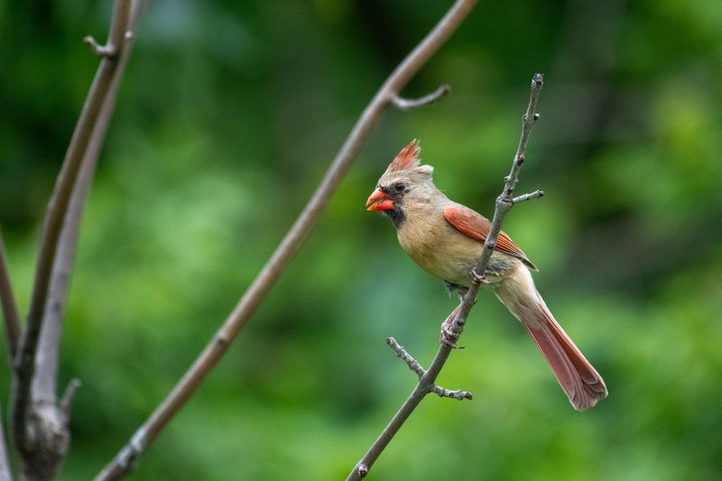Northern Cardinals