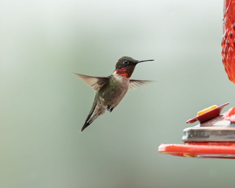 Northern Hummingbirds Pass Through On Their Way South Northern Hummingbirds Pass Through On Their Way South