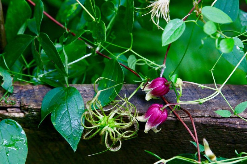 Northern Leatherflower Brings Bell Shaped Blooms To A Small Trellis
