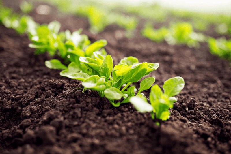 Northern Pennsylvania Gardeners Should Plant Immediately Northern Pennsylvania Gardeners Should Plant Immediately