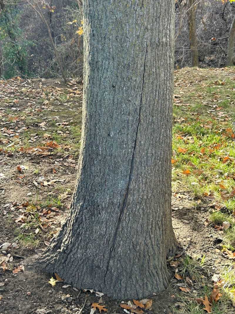 Northern Red Oak Northern Red Oak