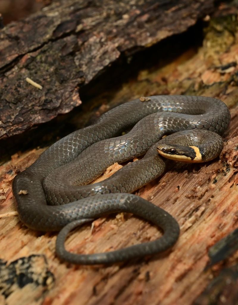 Northern Ring-Necked Snake