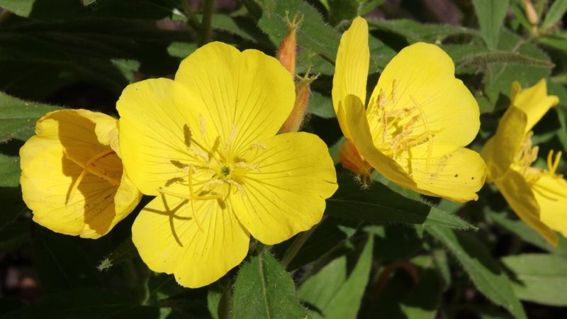 Northern Sundrops Open Around Dusk