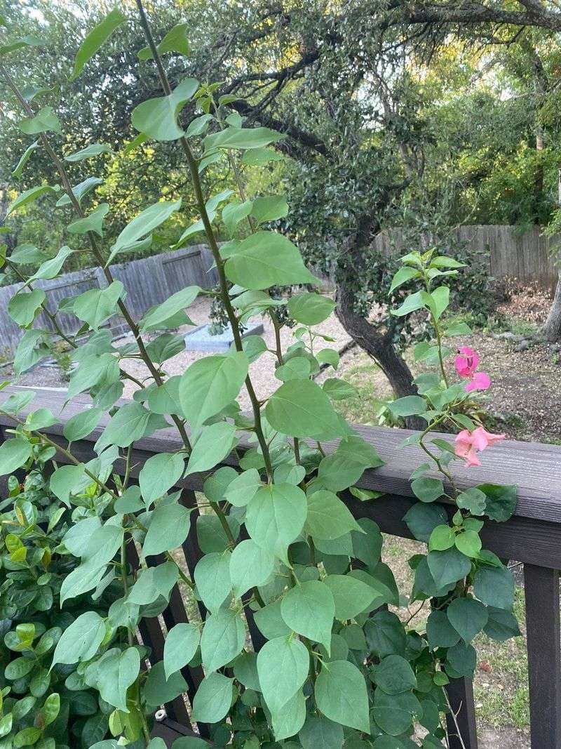 Not Enough Sun Can Mean Lots Of Leaves And Few Flowers