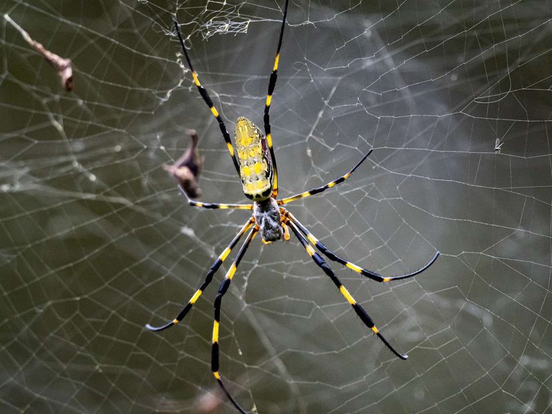 Not Every Giant Web Needs To Come Down
