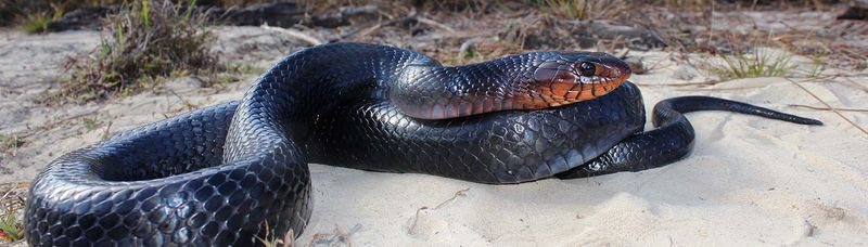 Not Every Glossy Black Snake Is An Indigo