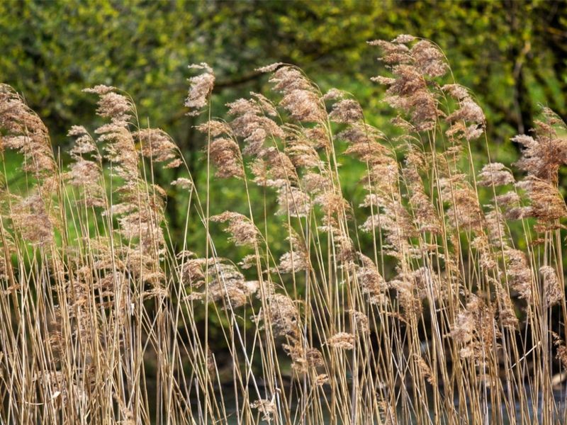 Not Every Phragmites Plant Is Invasive Not Every Phragmites Plant Is Invasive