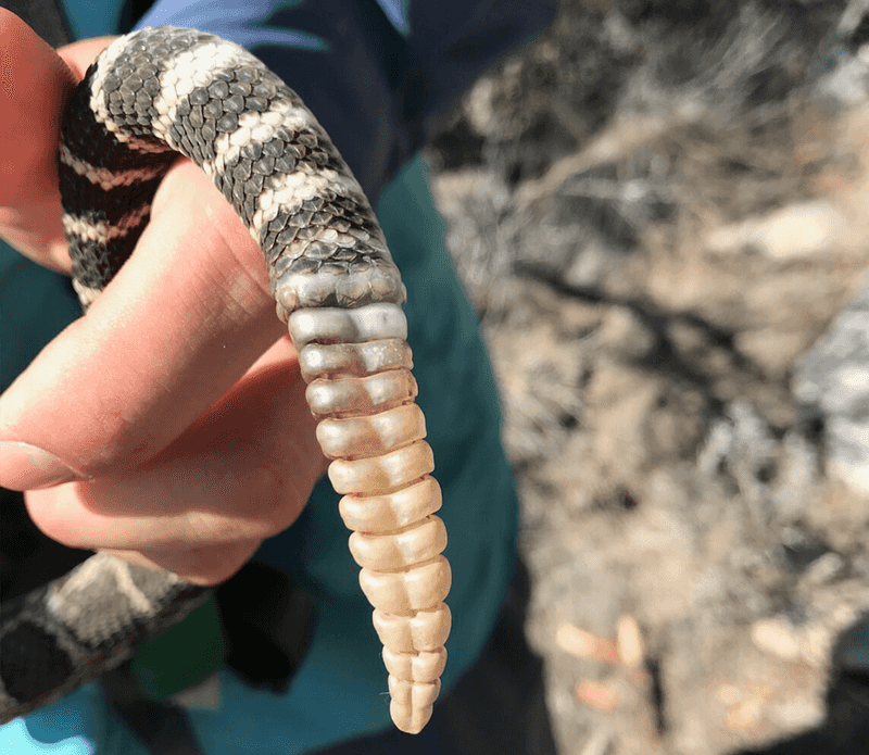 Not Every Rattlesnake Gives A Dramatic Warning Not Every Rattlesnake Gives A Dramatic Warning