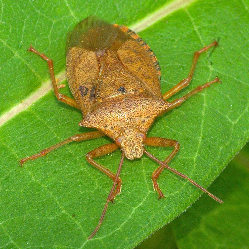 Not Every Shield Shaped Bug Is The Enemy Not Every Shield Shaped Bug Is The Enemy