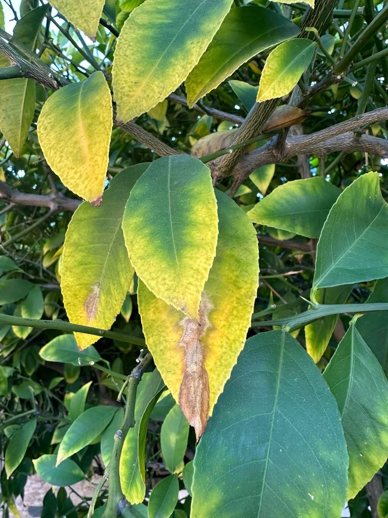 Not Every Tree Drops Leaves For The Same Reason Not Every Tree Drops Leaves For The Same Reason