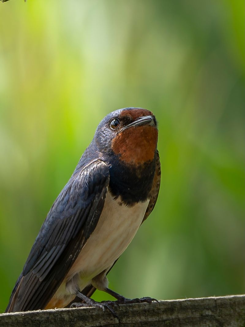 Notice Barn Swallows Thin Out Overhead