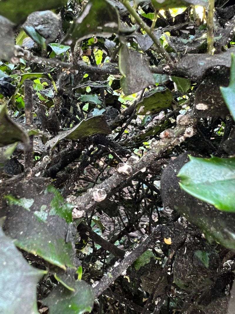 Notice Sticky Leaves And Sooty Mold