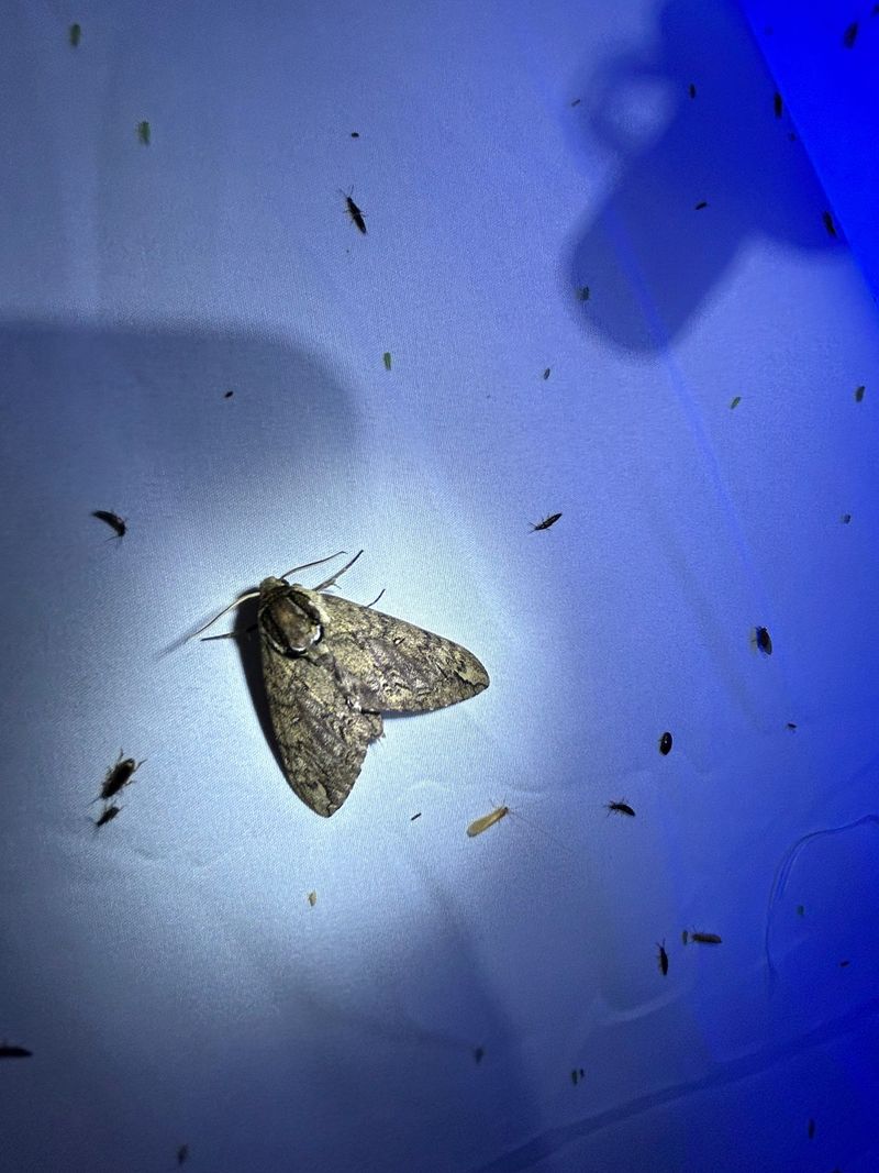 Notice Summer Insects Feeding The Surge