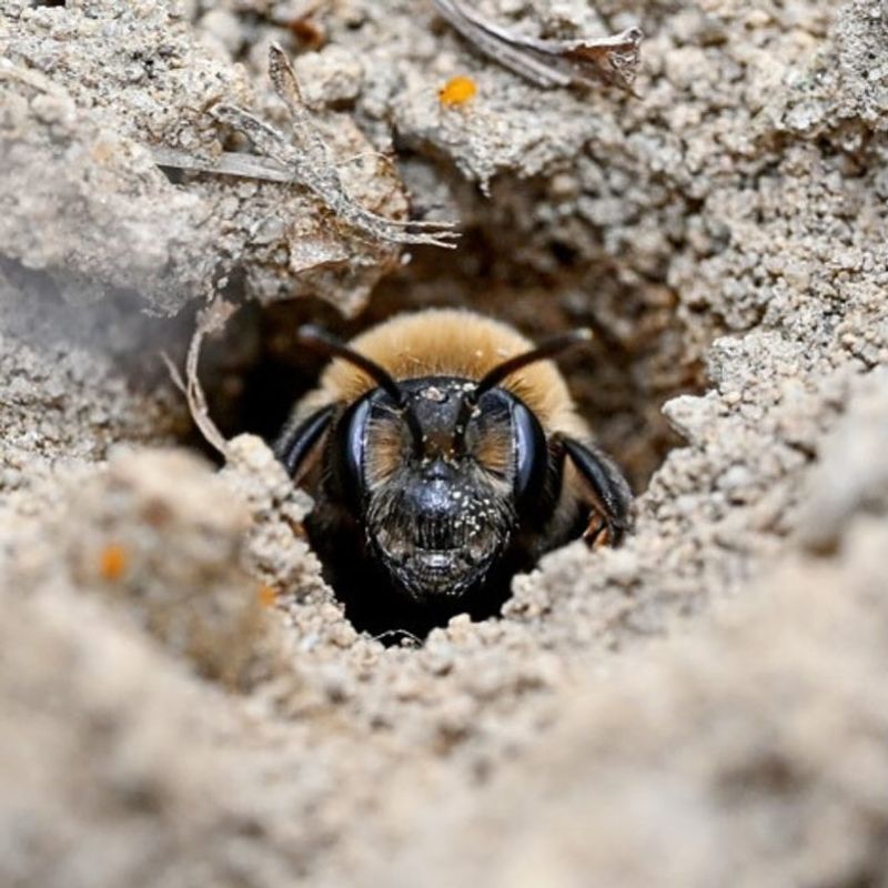 Notice Sunny Dry Bare Soil Notice Sunny Dry Bare Soil
