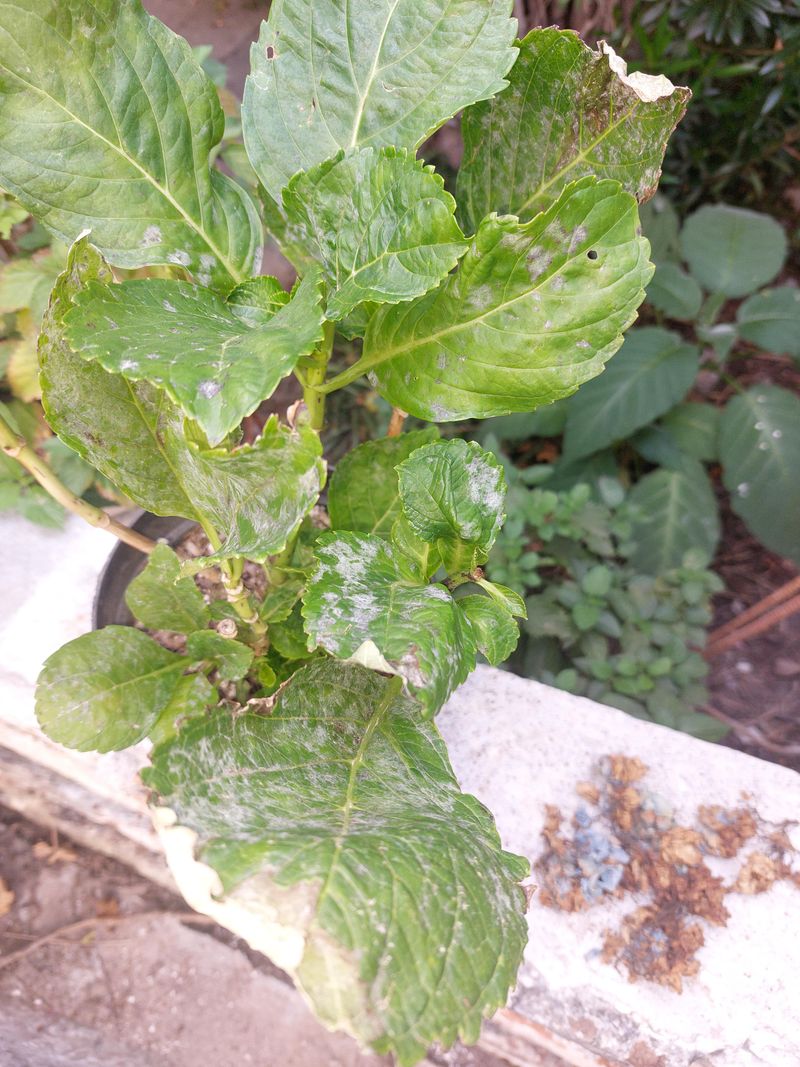 Notice White Patches Joining Across Leaves