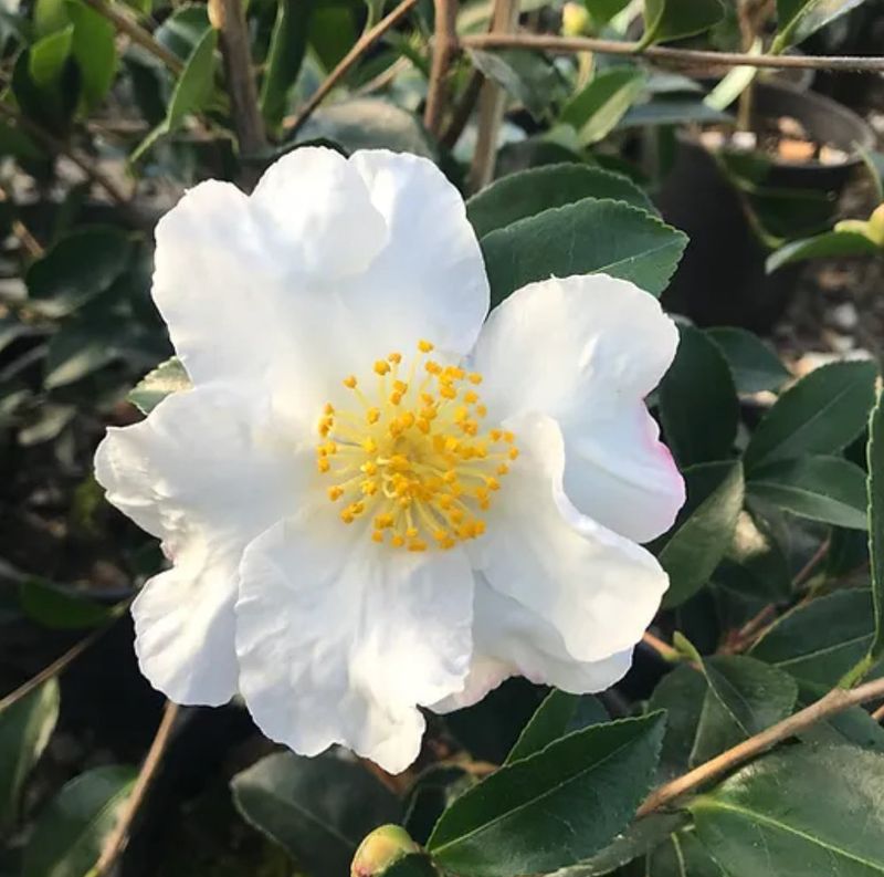 Numerous Cultivars Offer Different Flowers And Plant Sizes Numerous Cultivars Offer Different Flowers And Plant Sizes