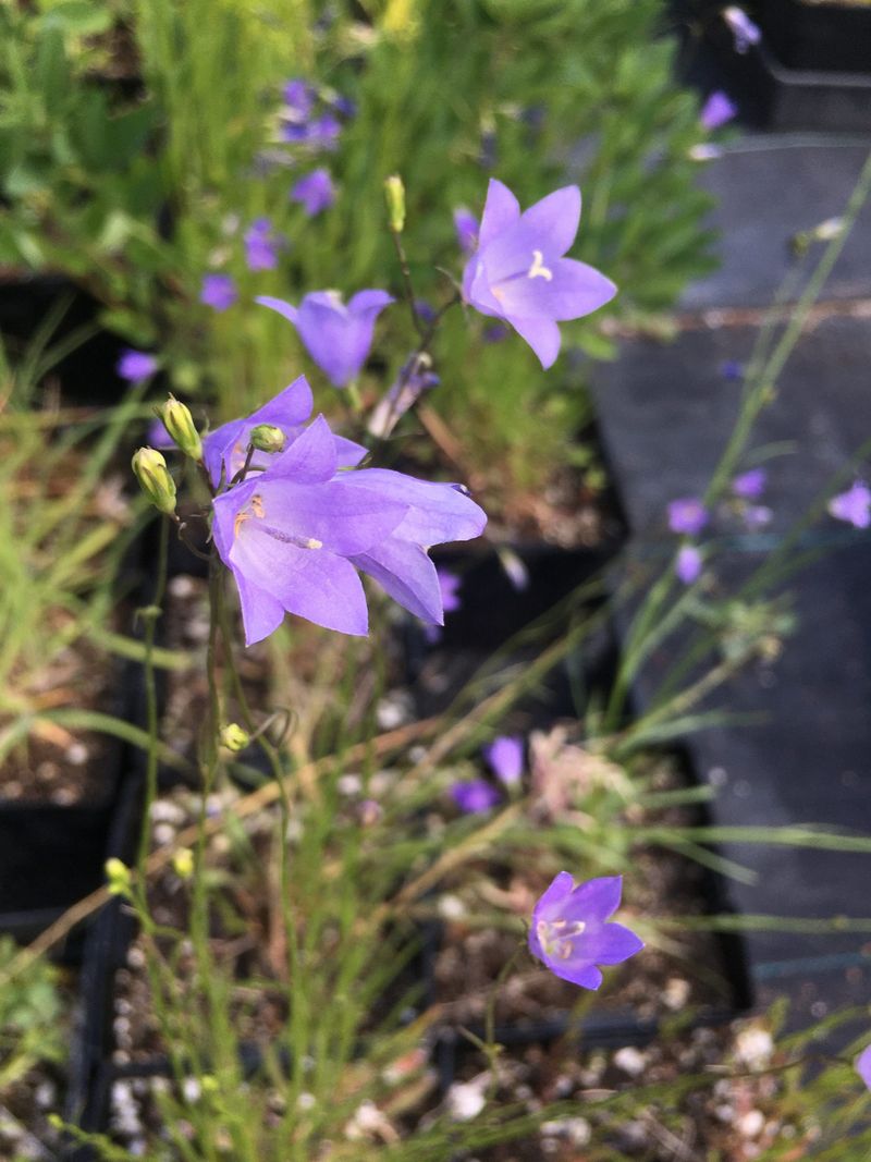 Nursery Grown Plants Are The Right Way To Add It
