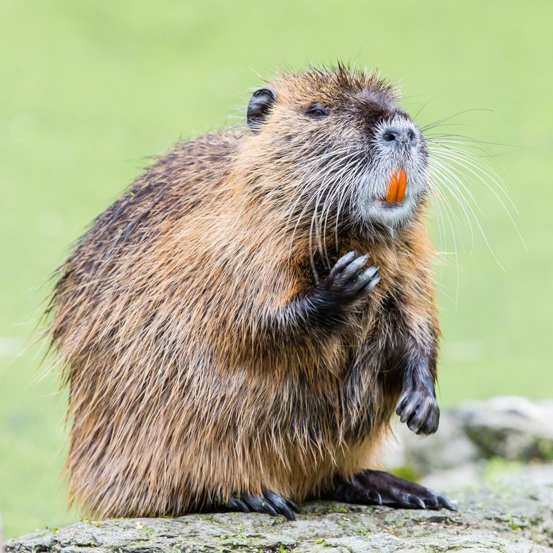 Nutria Are Treated Very Differently From Native Wildlife Nutria Are Treated Very Differently From Native Wildlife