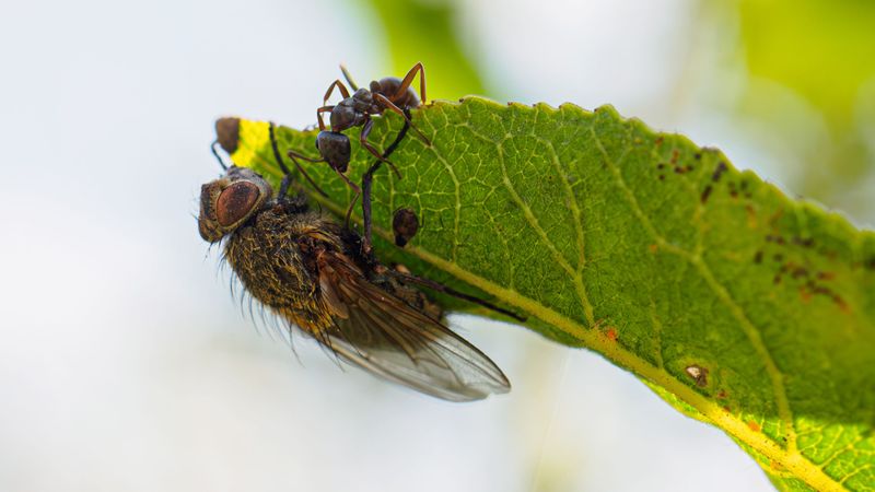 Nutrient Content May Be Attracting Other Insects Too Nutrient Content May Be Attracting Other Insects Too
