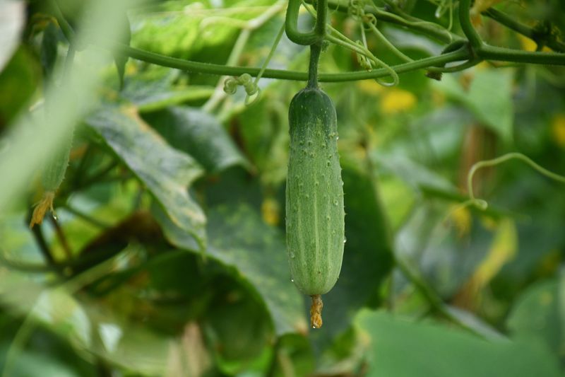 Nutrient Deficiencies Weaken Leaf Resistance