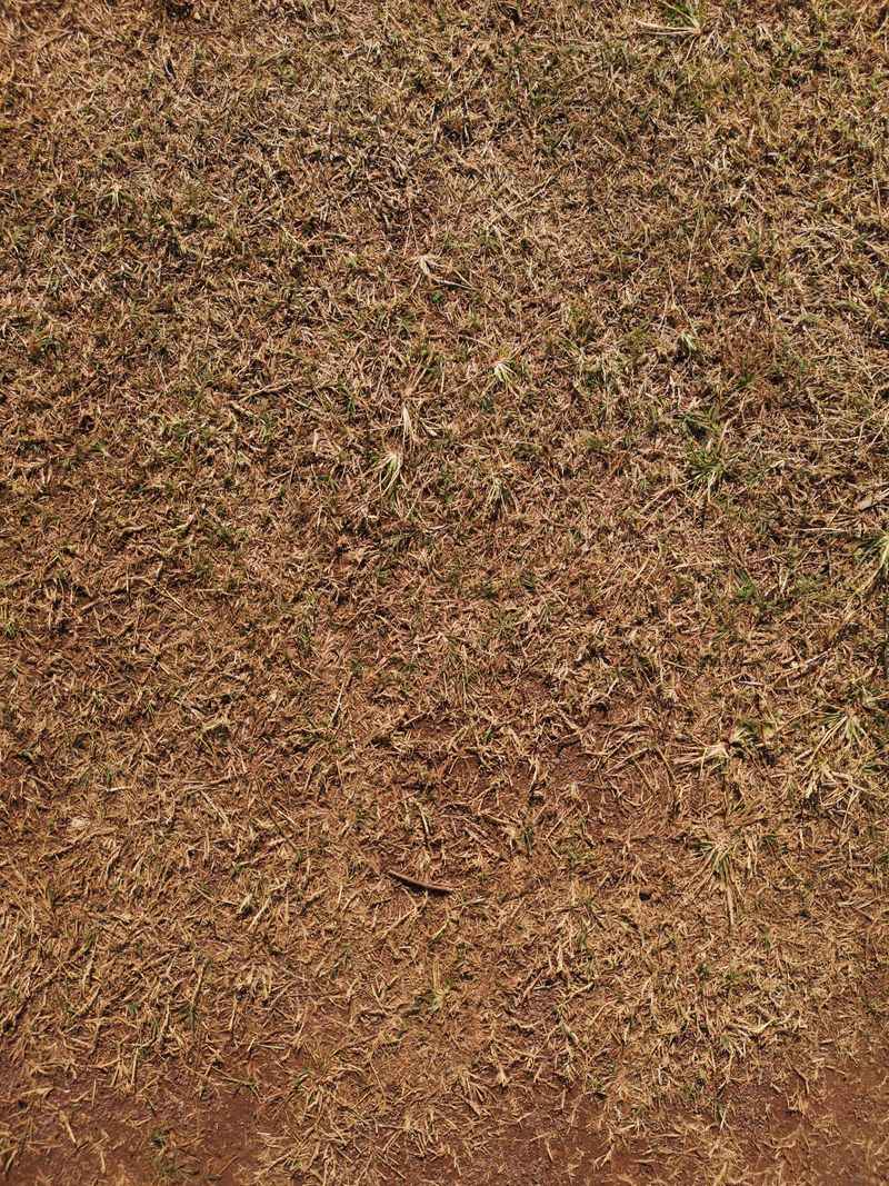 Nutrient Deficiency, Especially Nitrogen Or Iron Nutrient Deficiency, Especially Nitrogen Or Iron