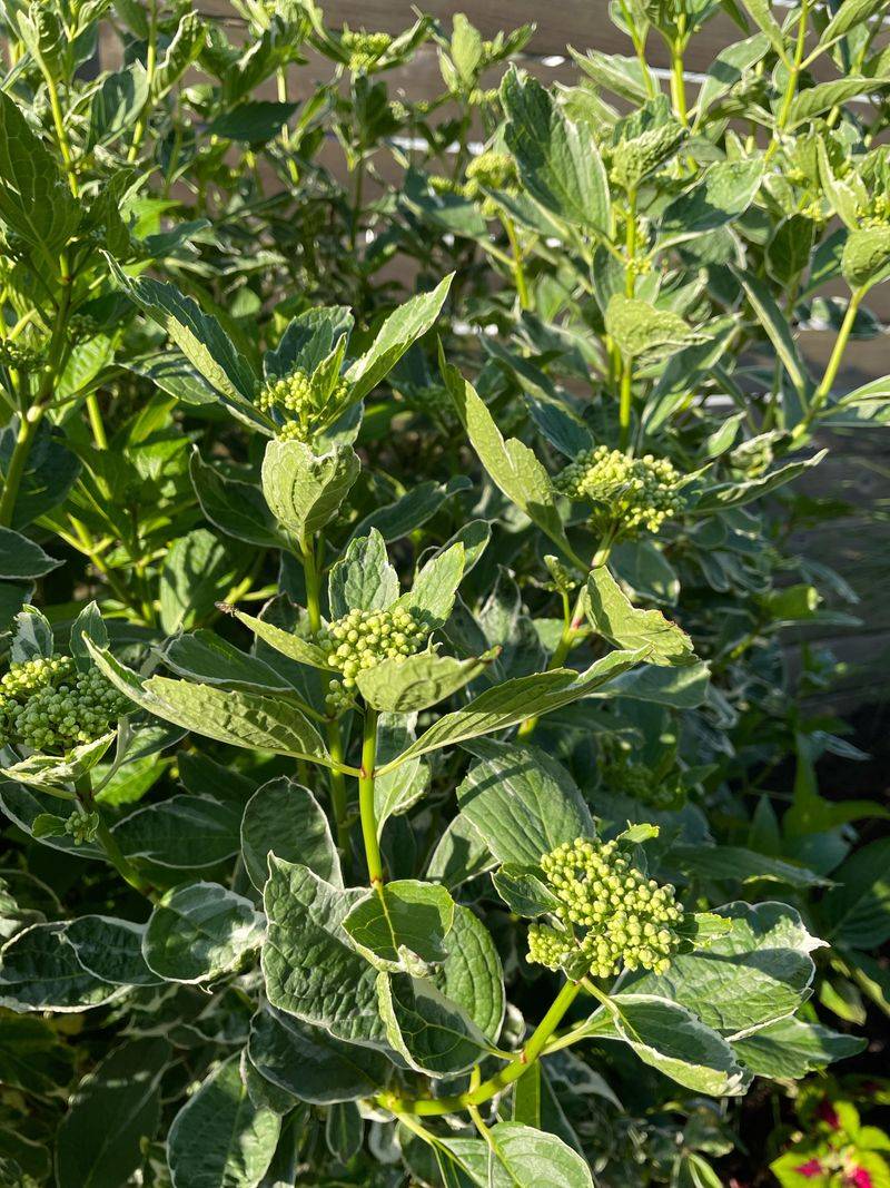 Nutrient Deficiency Weakening Leaf Tissue