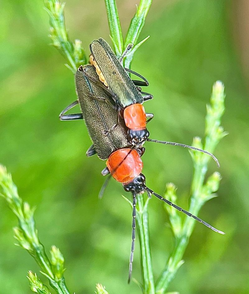 Nutrient-Rich Soil Gives Larvae A Head Start