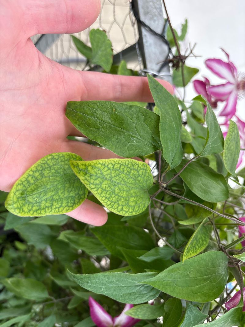Nutrient Shortages Often Show Up In The Leaves Nutrient Shortages Often Show Up In The Leaves